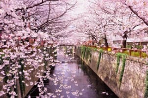 작은 강을 사이에 두고 양 옆으로 벚꽃이 만개해 있다