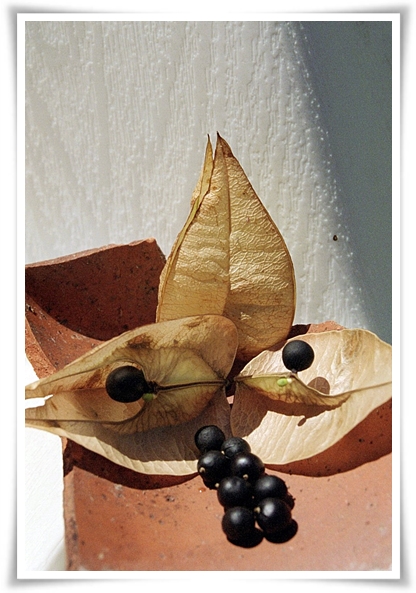 화초 "모감주나무" 황금빛 비를 내리는 신비로운, 꽃보다 열매가 예쁜 나무!