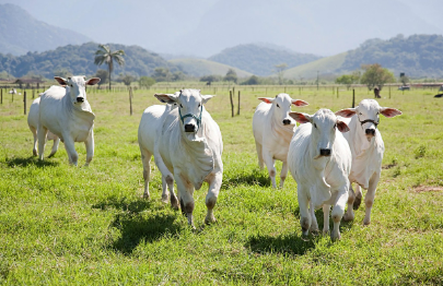 2025년 7월 소띠(생년별) 운세