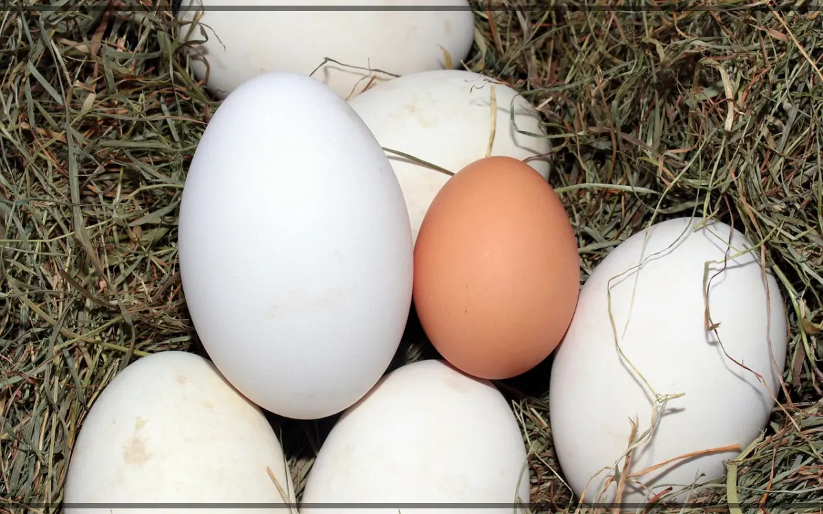 거위-알들-사이에-암탉-알-크기-비교-이미지