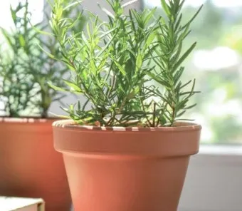 실내허브 키우기 물주기 광량관리 병해충예방 주방에서도 손쉽게_4