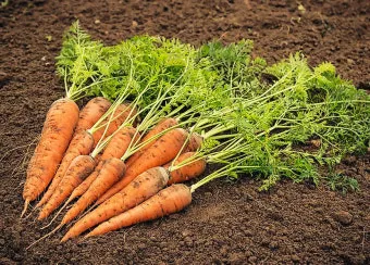 가을 당근 재배 방법과 기술, 파종시기, 심는시기, 씨앗, 수확시기_31