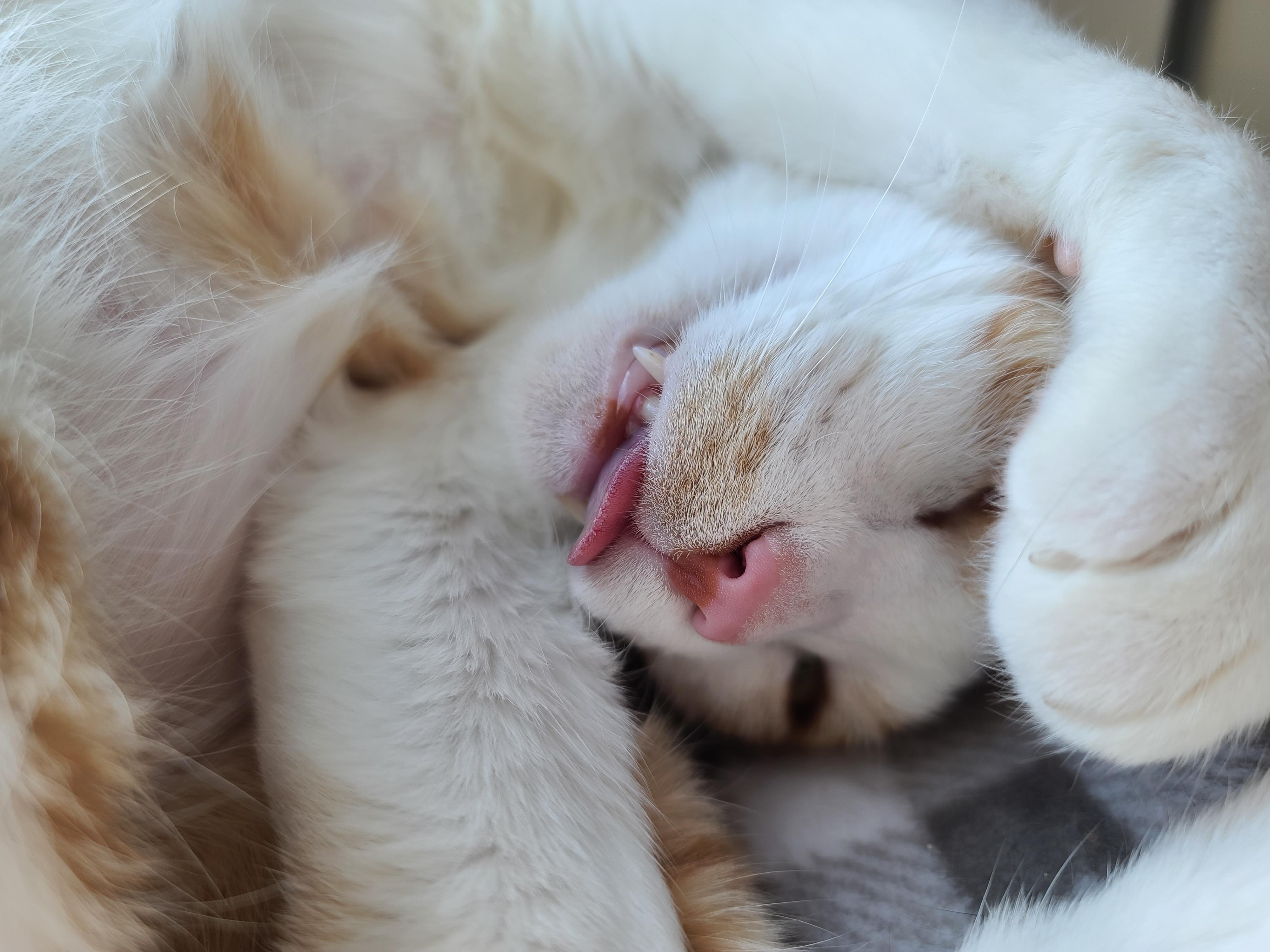 잠자는 치즈냥이 도촬