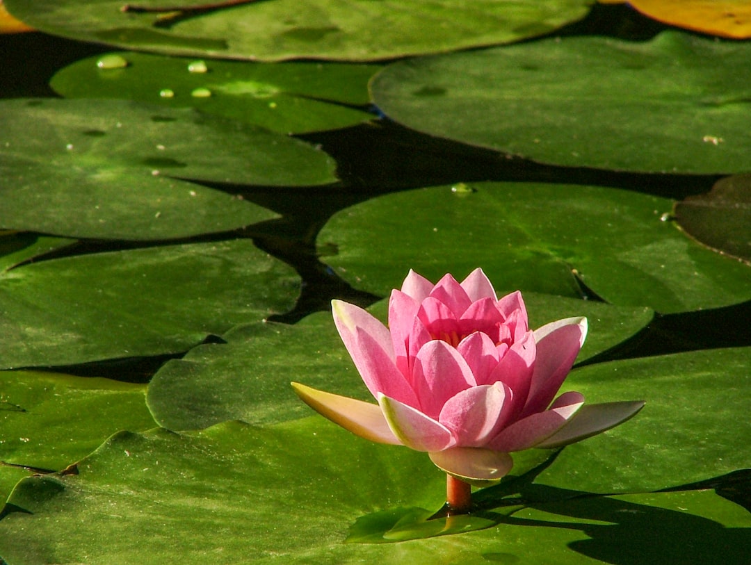 lily