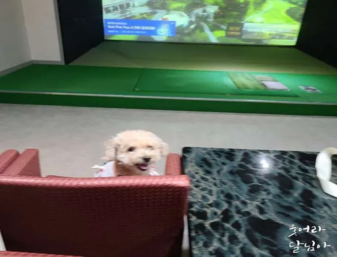 타운비전골프존