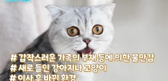 고양이 수다스러운 이유 7가지 행동 심리_8