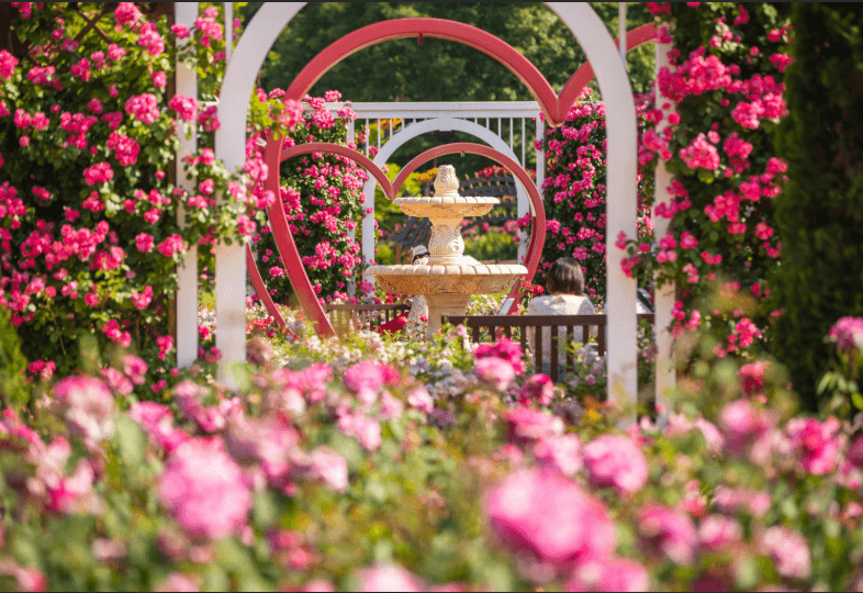 2025 오산 OH! 해피 장미빛 축제