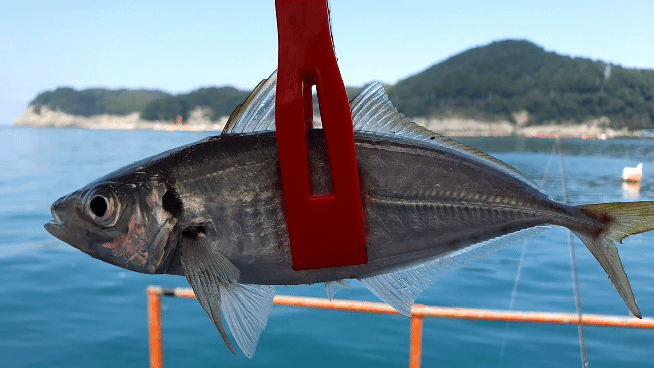 연화도 동두좌대 전갱이 고등어 낚시 좋은 물때