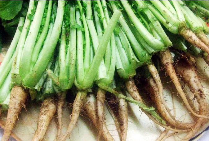 열무 재배 빠른 파종 잔털 제거 혼식 요령_7