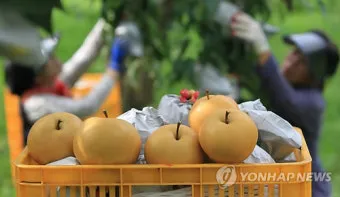 배 재배 유인 전정 수분 수정 봉지 재배_3