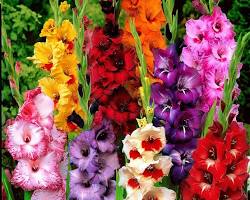 글라디올러스 이미지 사진