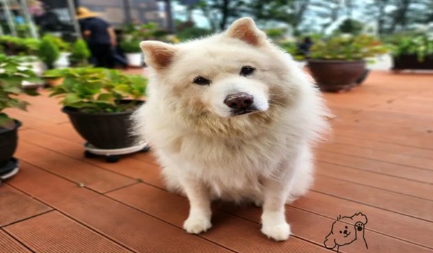 큰강아지