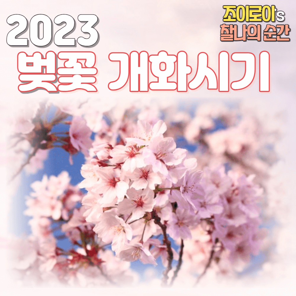 벚꽃 개화시기 2023
