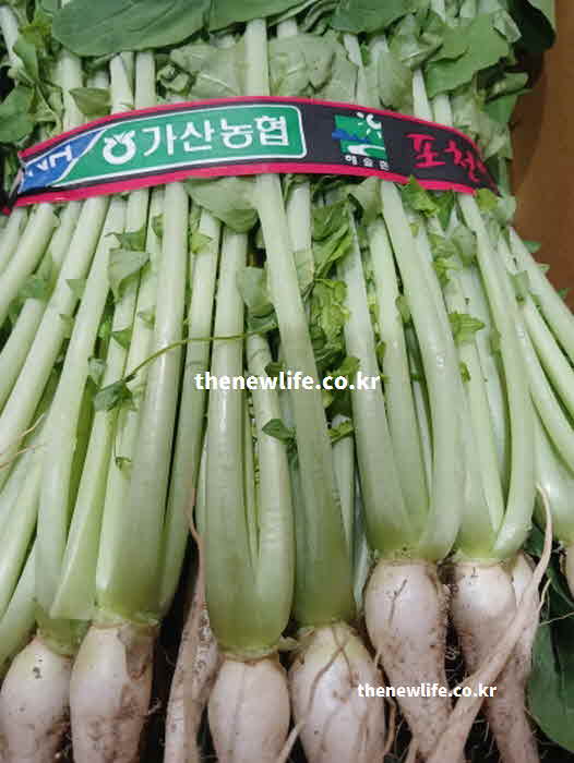 열무 효능 섭취 방법 들기름 참기름