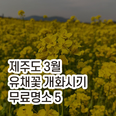 제주도_3월_유채꽃개화시기_무료명소5_블로그썸네일