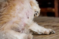 강아지 곰팡이균 사진/출처:어도비스톡