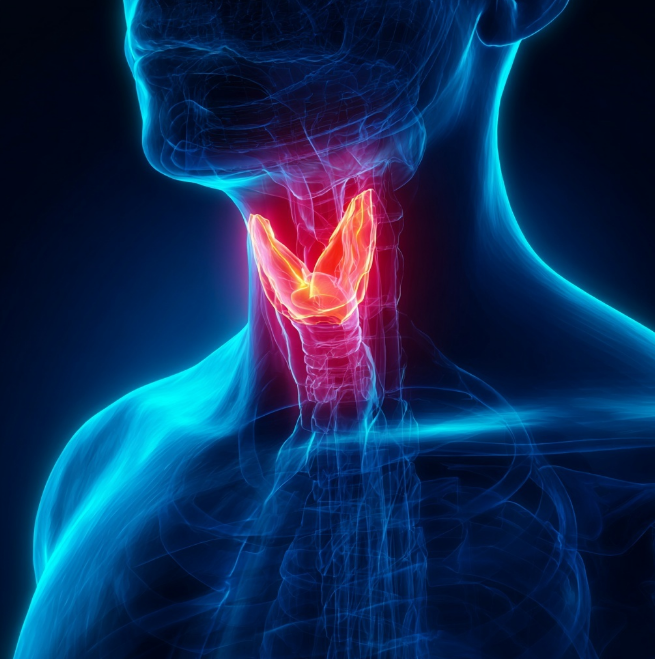 기관지와 갑상선 해부도