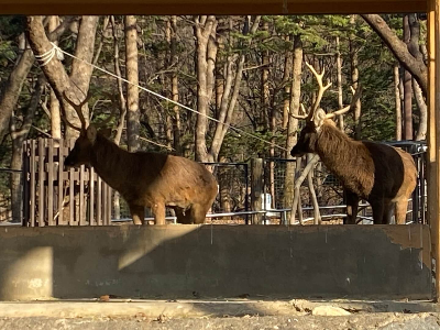 서울대공원 동물원 사슴