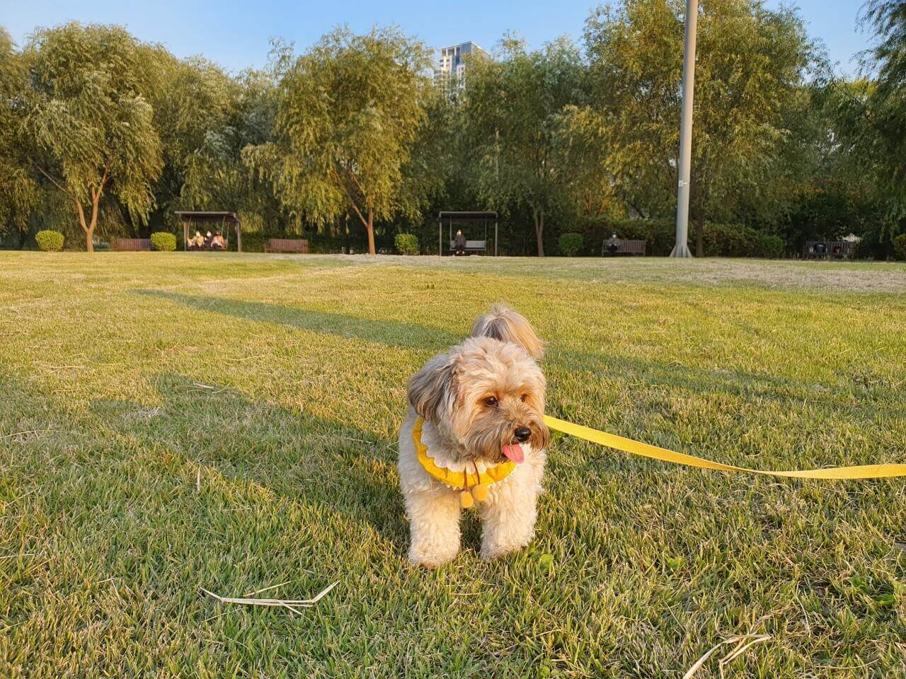 강아지 토리 사진2