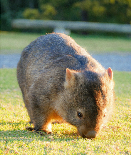 호주의 특별한 동물들, 오리너구리부터 웜뱃, 에뮤까지