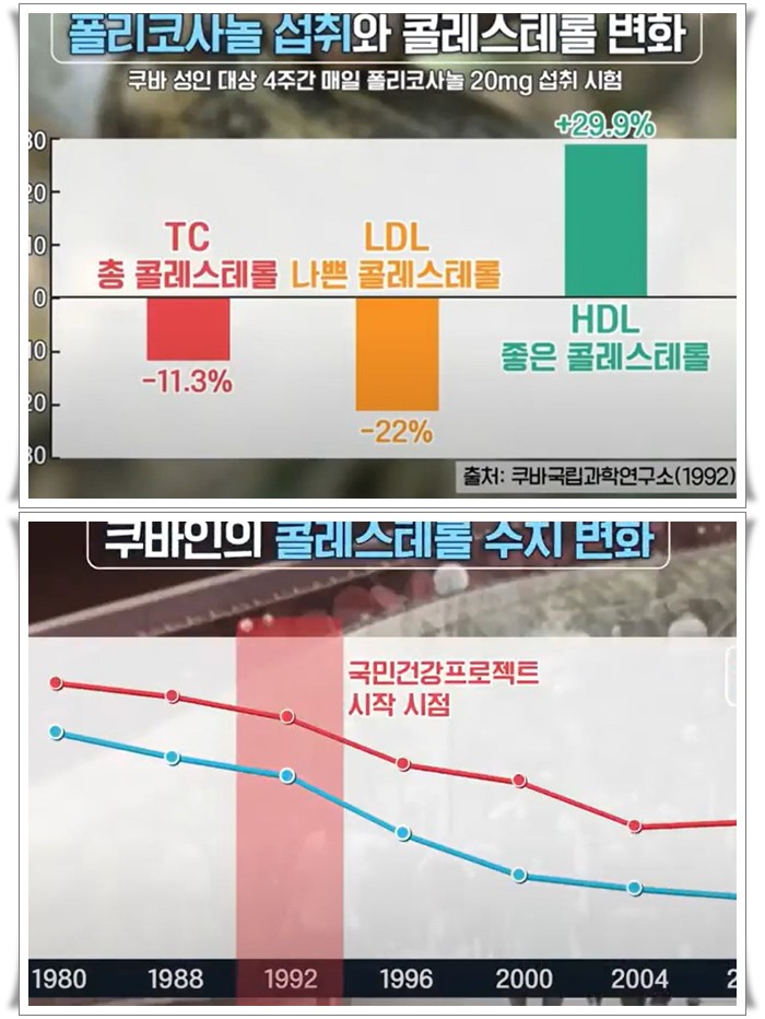 쿠바-사탕수수-왁스알코올-효과-사진