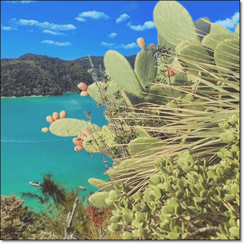 제주도 지방기념물로 지정된 백년초