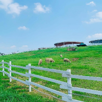 아이와 가평 가볼만한곳 추천 가평양떼목장