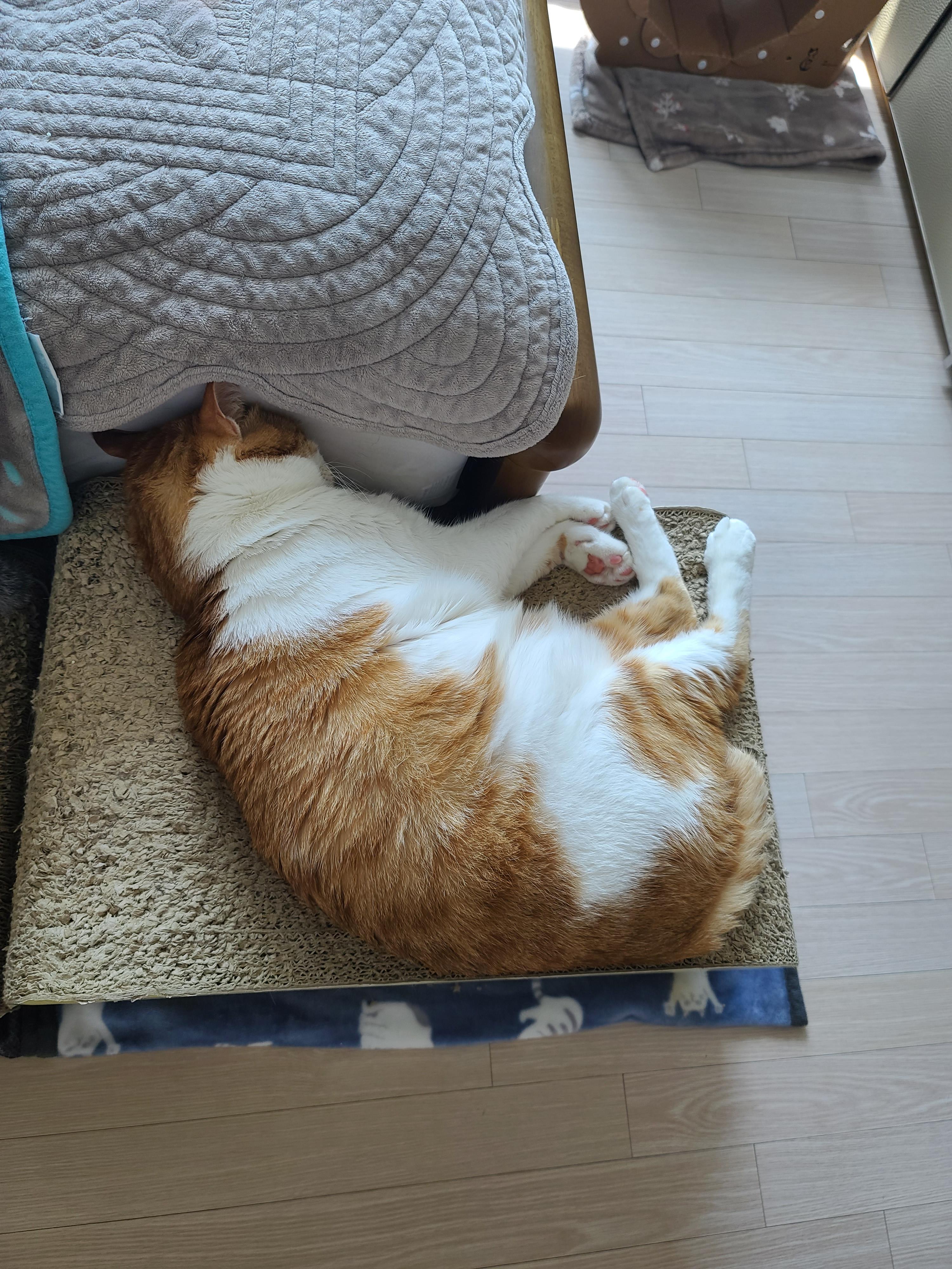 소심한 고양이에게 중2병이 오면..