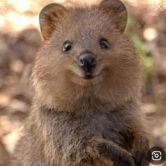 쿼카 웃는 동물 행복한 동물 특징 성격_2