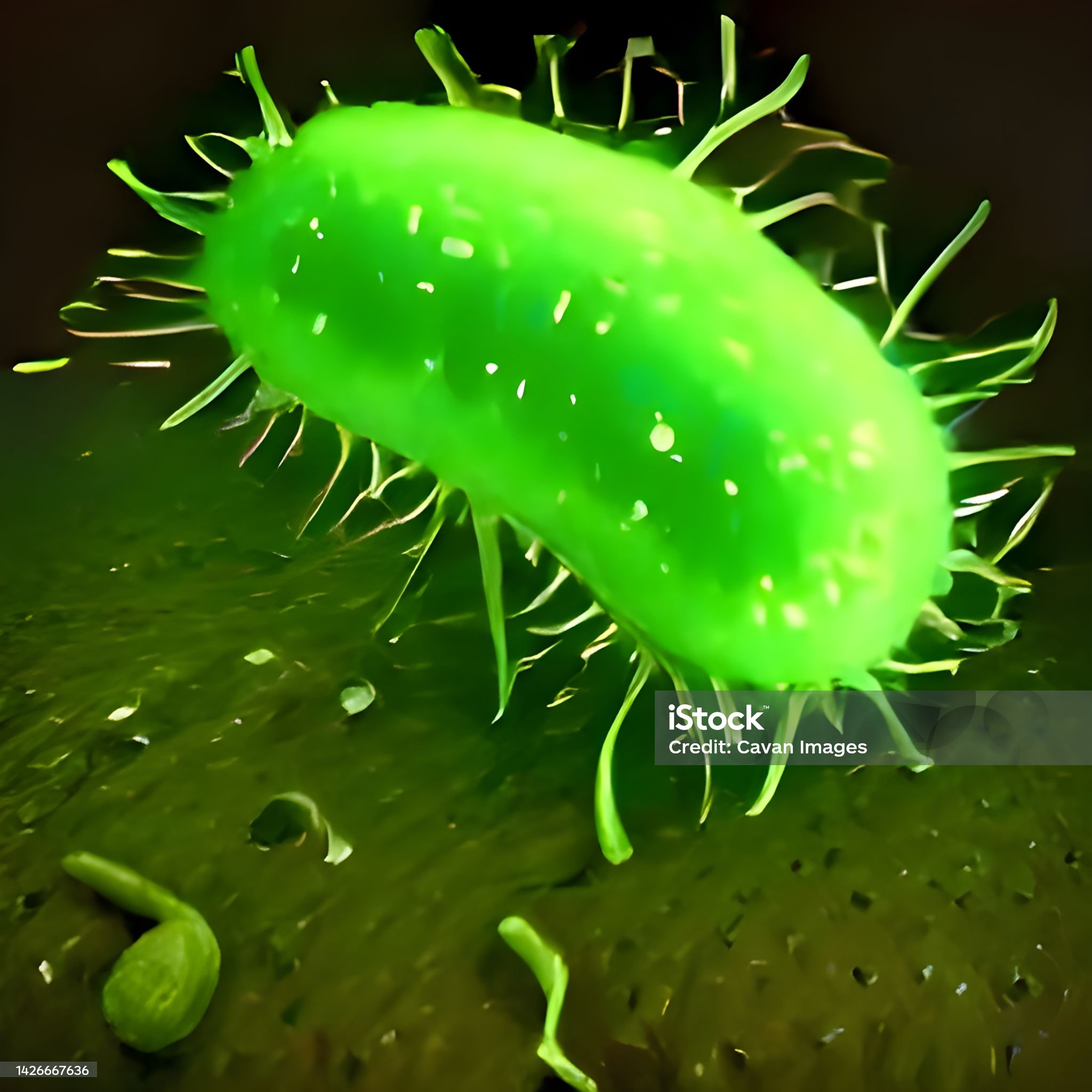 세균성이질-관련-사진