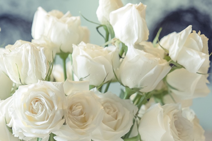 장미꽃 색깔별 꽃말&amp;선물