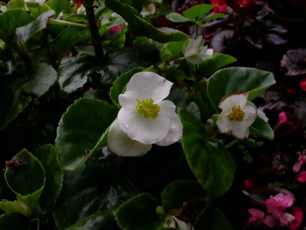 Begonia semperflorens