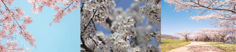 벚꽃 축제