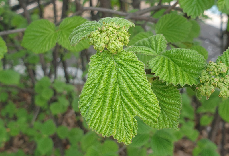 가막살나무 잎1