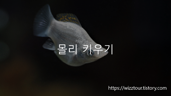 몰리 키우기