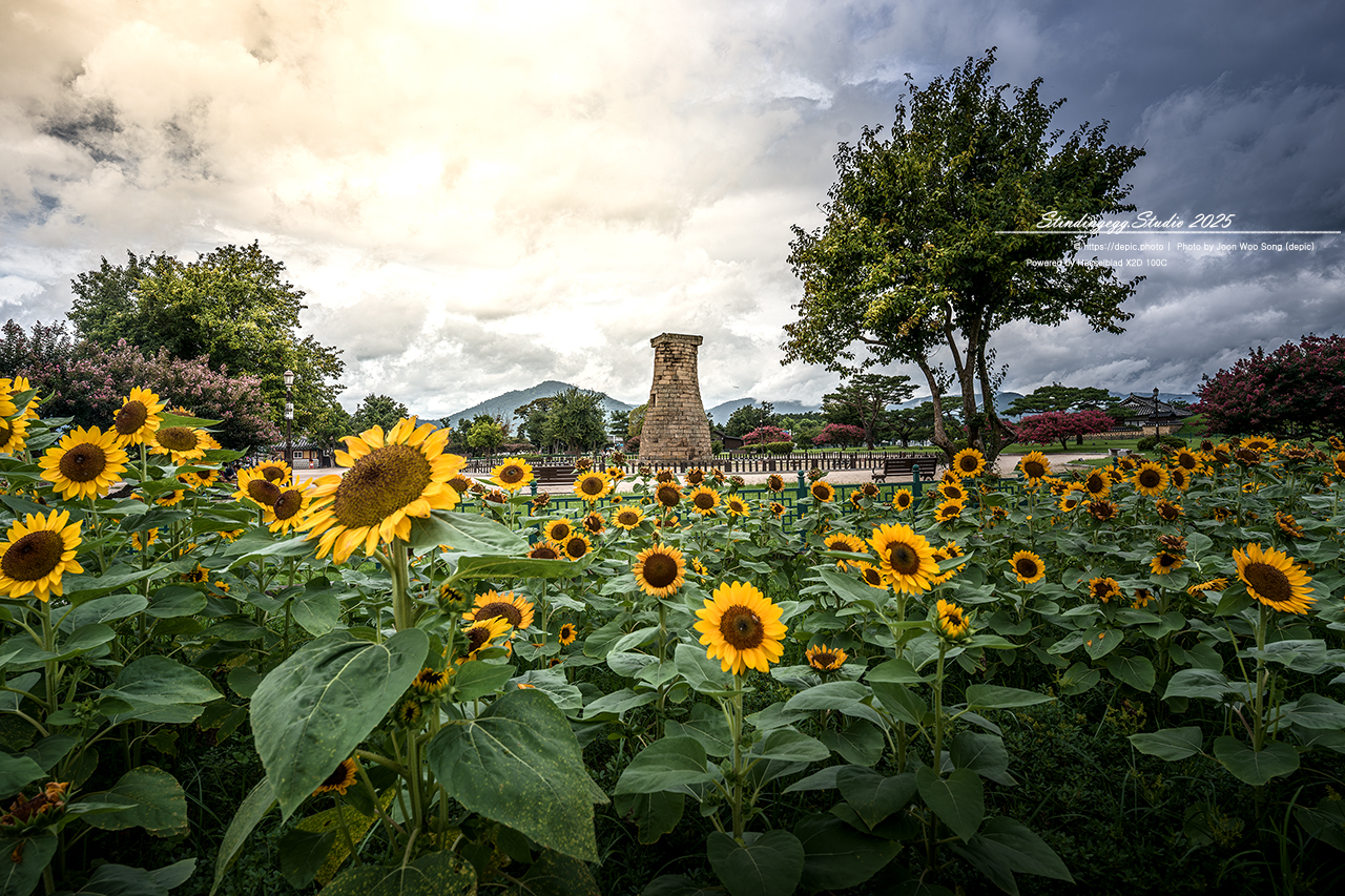 #경주 #첨성대 #반월성 #해바라기