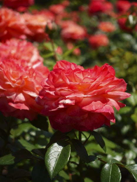 부산 정관 윗골공원