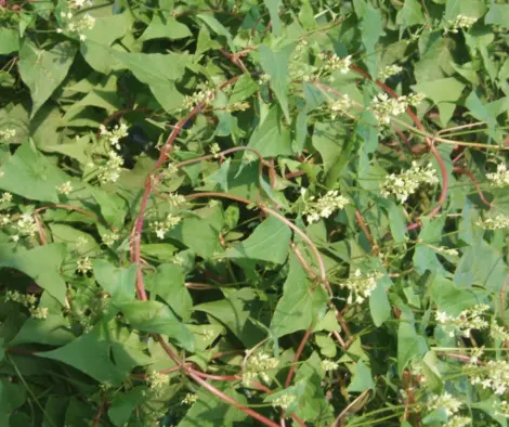 마디풀 형태의 적하수오의 꽃과 잎