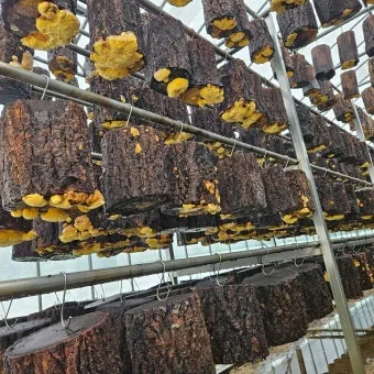 상황버섯 재배 톱밥 배지 균사 배양 환기 관리_6