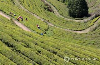곡우 뜻 &amp;#124; 24절기 정리