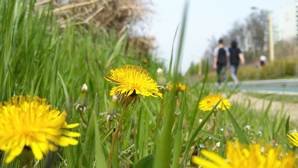 서울둘레길 3코스 고덕산&middot;일자산 민들레