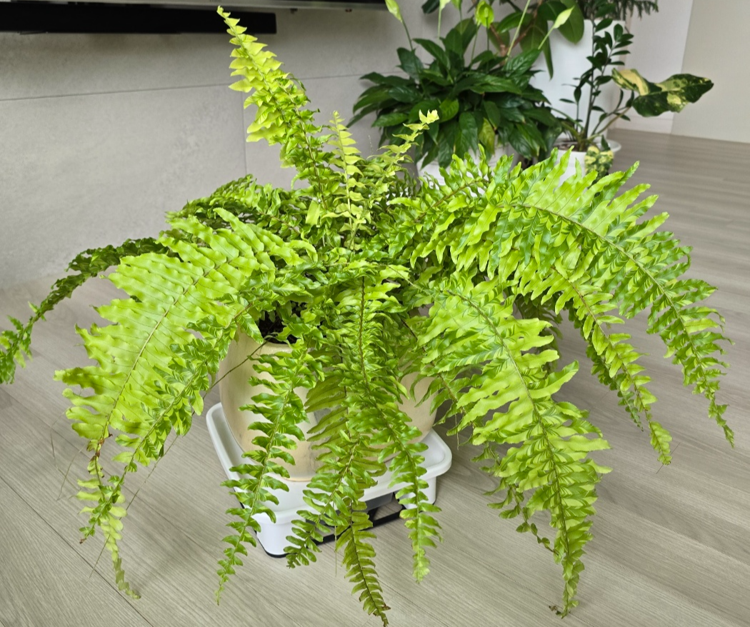 2024년 7월의 무늬보스턴고사리