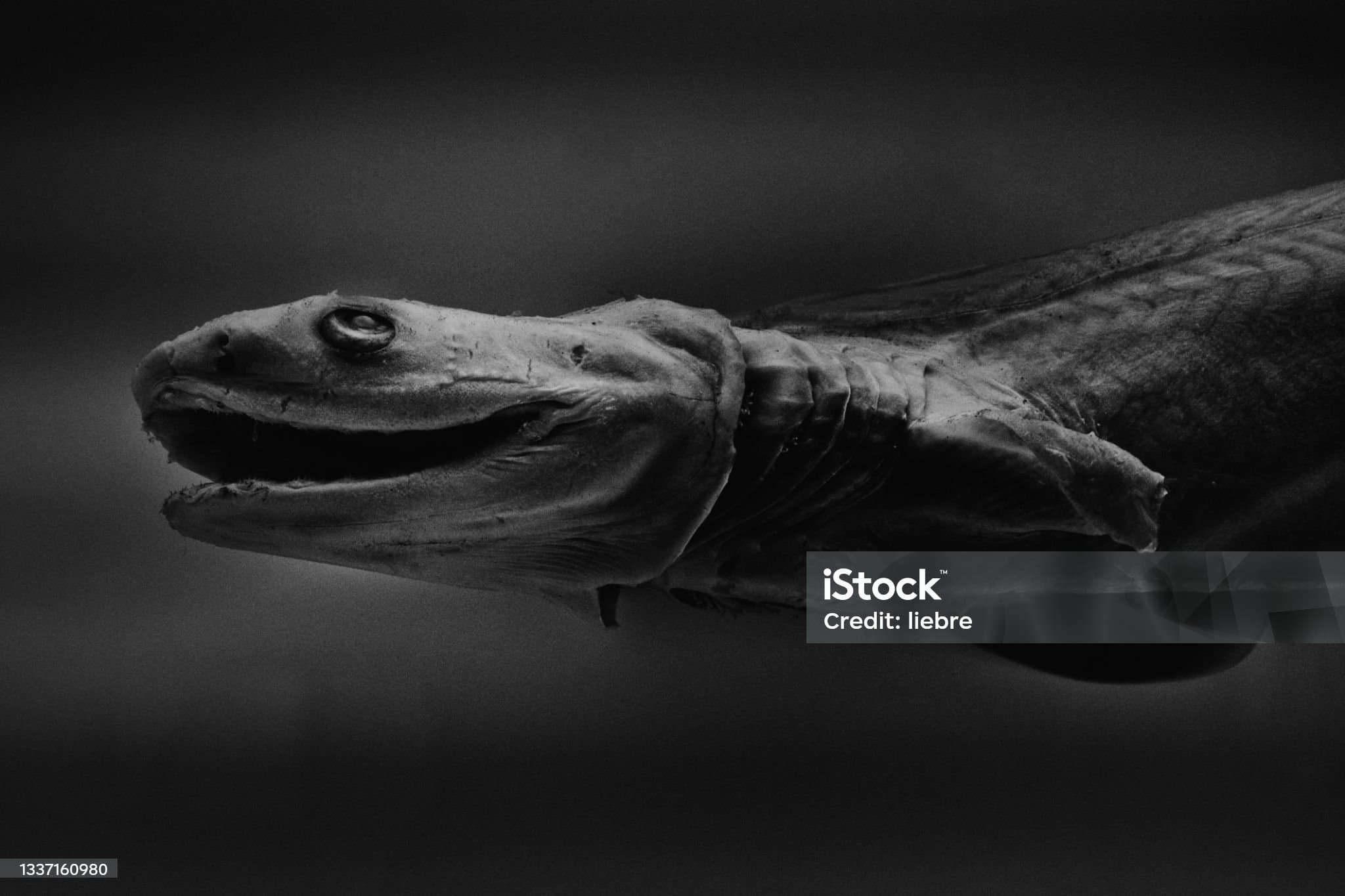 희귀 심해생물 프릴드 샤크: 공룡 시대부터 살아남은 원시 상어