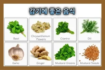 감기에 좋은 음식 5가지 자연에서 찾은 면역력 보약 건강식품_6