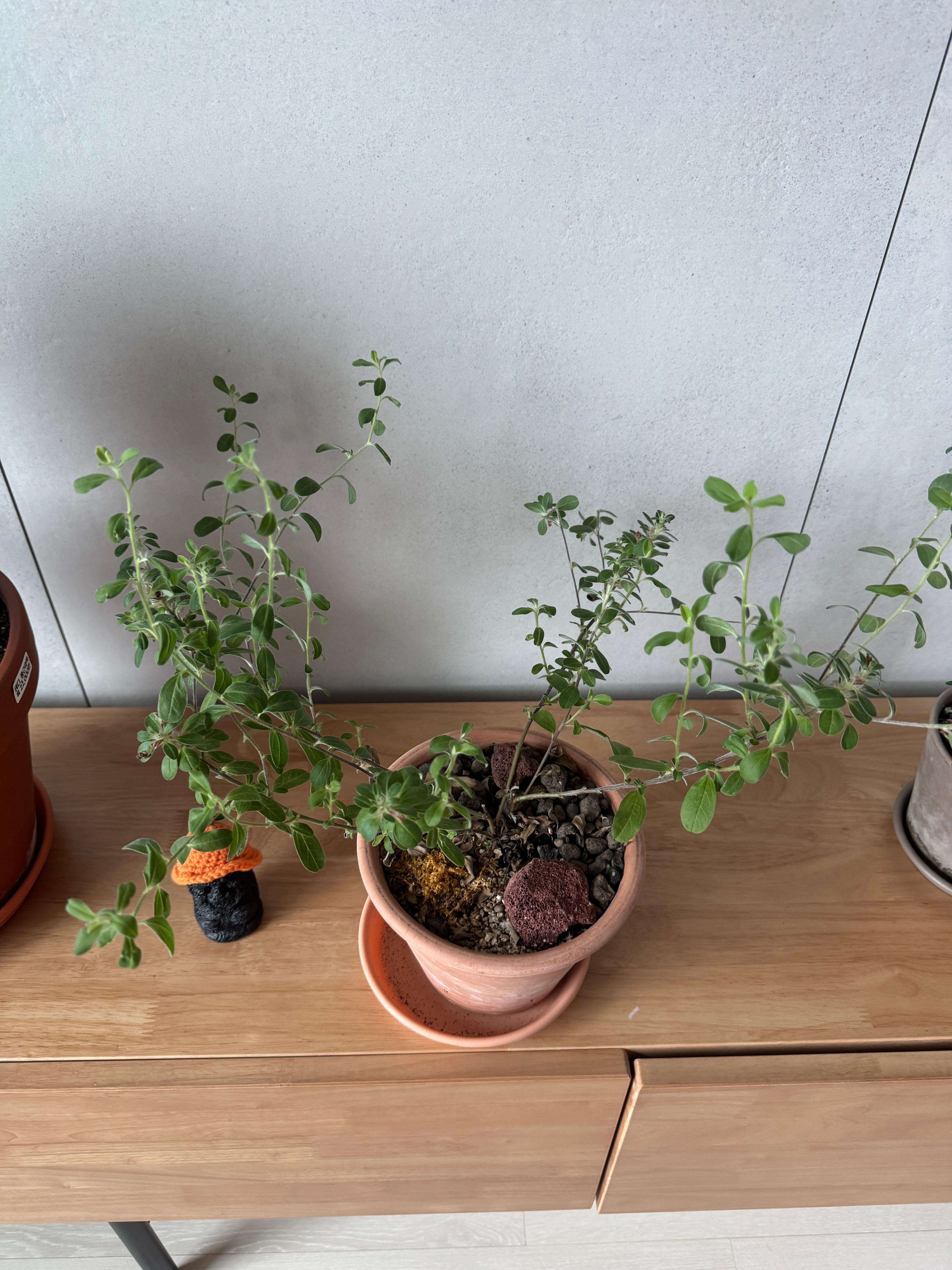 집에서 키우기 좋은 식물