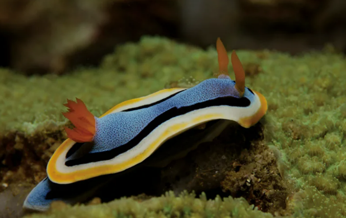 갯민숭달팽이(Nudibranch)