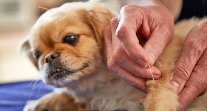 강아지 관절염 증상 치료 및 영양제 추천