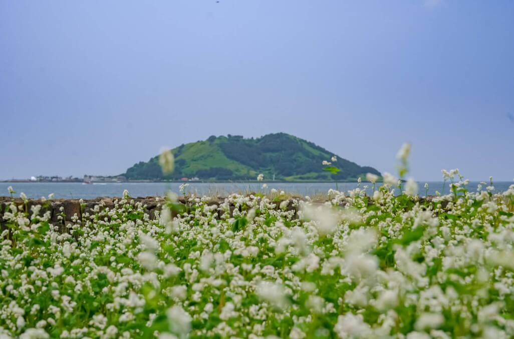 2025 제주도 웨이뷰 메밀꽃밭 축제, 웨이뷰에서 사랑하는 사람들과 행복한 시간을 보내세요!