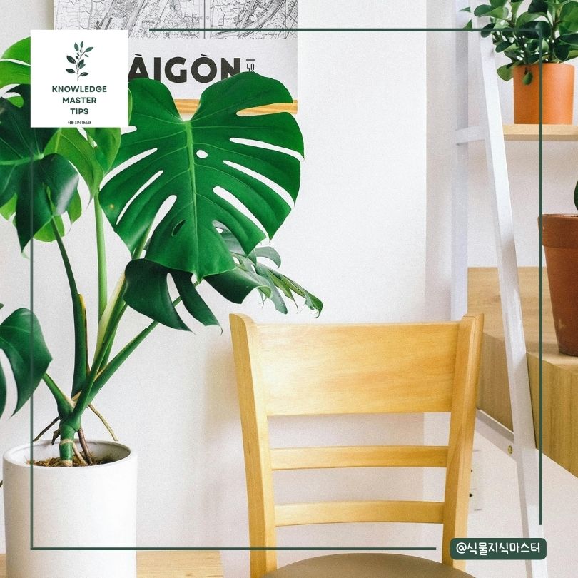 몬스테라 수형 잡기, 자연적으로 유도하기