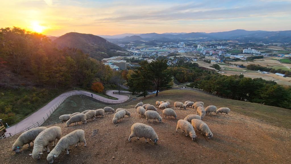 ๋๊ด๋ น ์๋ผ๋ชฉ์ฅ